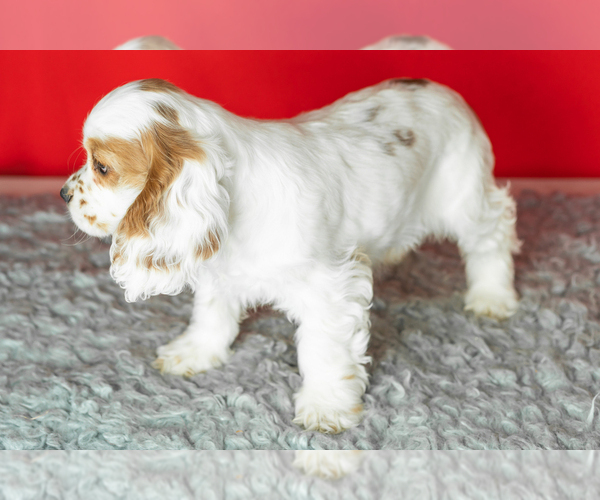 Medium Photo #2 Cocker Spaniel Puppy For Sale in NAPPANEE, IN, USA