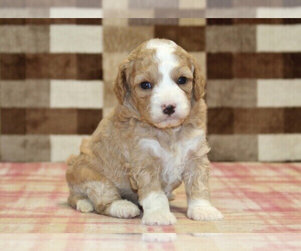 Medium Photo #8 Bernedoodle (Miniature)-Cavapoo (Miniature) Mix Puppy For Sale in DENVER, PA, USA