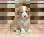 Small #7 Bernedoodle (Miniature)-Cavapoo (Miniature) Mix