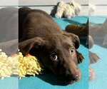 Small #4 Labrador Retriever Mix