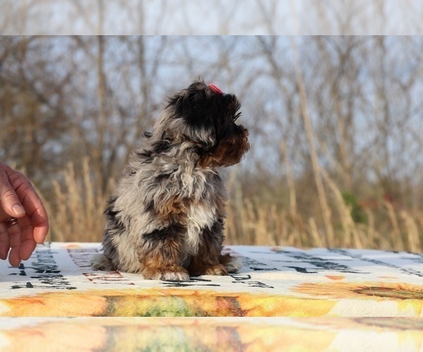 Medium Photo #24 ShihPoo Puppy For Sale in DYERSBURG, TN, USA