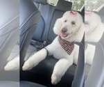 Small Photo #1 Aussiedoodle Puppy For Sale in LONGWOOD, FL, USA
