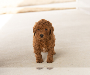 Goldendoodle (Miniature) Puppy for sale in TOPEKA, IN, USA