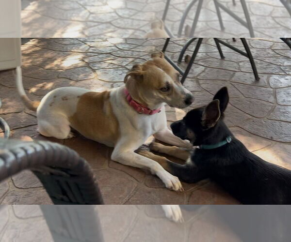 Medium Photo #2 Labrador Retriever-Unknown Mix Puppy For Sale in Kankakee, IL, USA