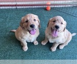 Small #1 English Cream Golden Retriever