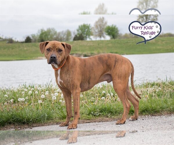 Medium Photo #3 American Pit Bull Terrier-Retriever  Mix Puppy For Sale in Lee's Summit, MO, USA