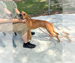 Small #2 Black Mouth Cur Mix
