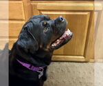 Small #7 Rottweiler