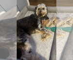 Small #4 Labradoodle