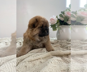 Chow Chow Puppy for sale in WASHINGTON, DC, USA