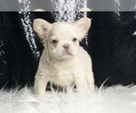 Small #9 French Bulldog