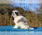 Small #12 ShihPoo
