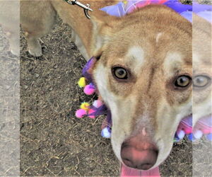 Layla - Female Catahoula Leopard Dog-Siberian Husky Mix Dog for Adoption - Photo #5