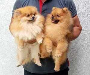 Father of the Pomeranian puppies born on 11/02/2022