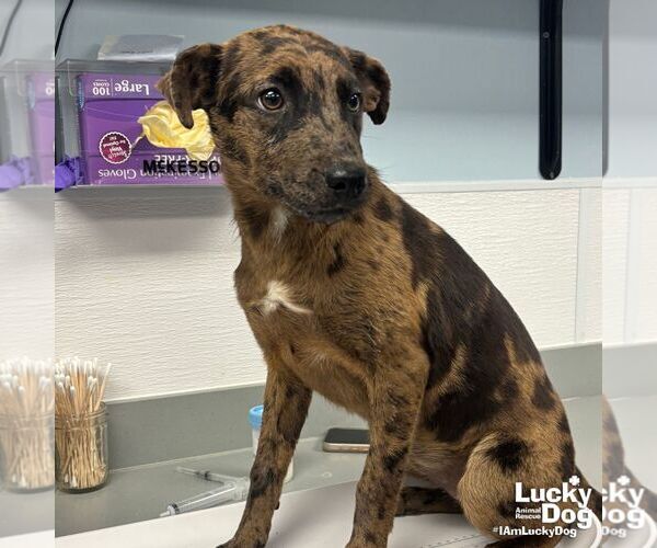 Medium Photo #2 Catahoula Leopard Dog-Unknown Mix Puppy For Sale in Washington, DC, USA