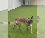 Small #1 German Shepherd Dog Mix