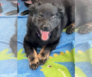 Chiweenie Dogs for adoption in MIDWAY, UT, USA