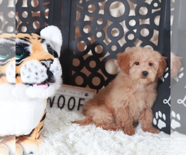 Medium Photo #3 Maltipoo (Miniature) Puppy For Sale in MOUNT VERNON, OH, USA