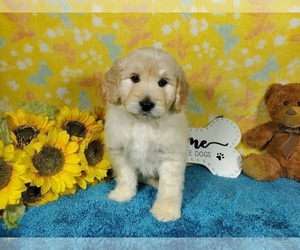 Medium Goldendoodle