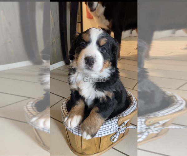 Medium Photo #1 Bernese Mountain Dog Puppy For Sale in ROGERS, AR, USA