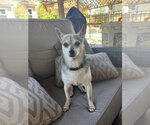 Small #1 Chihuahua Mix