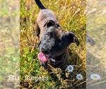 Small #4 American Pit Bull Terrier Mix