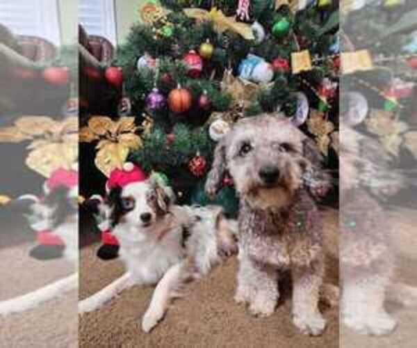 Medium Photo #1 Aussiedoodle Toy Puppy For Sale in JONES, OK, USA