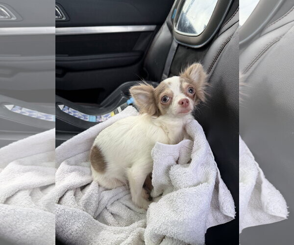 Medium Photo #1 Chihuahua-Unknown Mix Puppy For Sale in Grafton, WI, USA