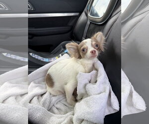 Chihuahua-Unknown Mix Dogs for adoption in Grafton, WI, USA