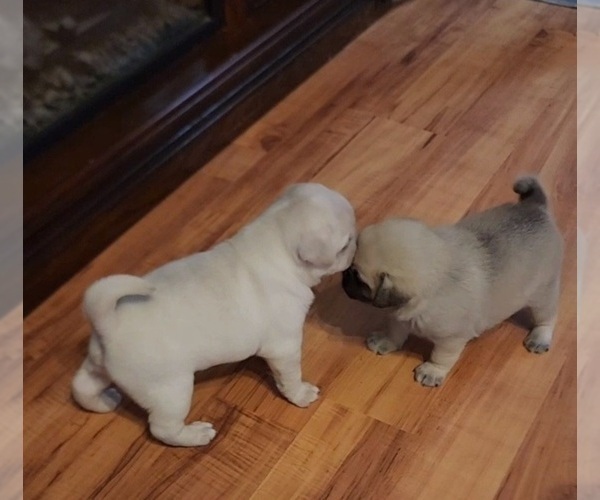 View Ad: Pug Litter of Puppies for Sale near North Carolina, ZEBULON ...