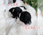 Small Photo #1 Goldendoodle Puppy For Sale in FORT MILL, SC, USA