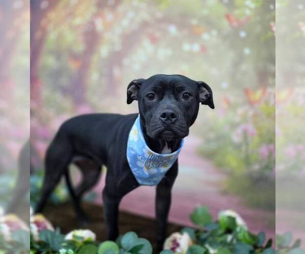 Medium Photo #5 Mutt Puppy For Sale in Abbeville, LA, USA