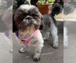 Small #1 Shih Tzu