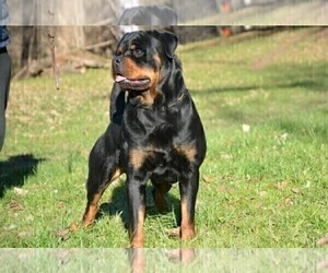 Father of the Rottweiler puppies born on 11/28/2020