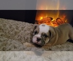 Small Photo #32 English Bulldog Puppy For Sale in COLUMBUS, OH, USA