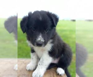 Border Collie-Mutt Mix Puppy for sale in SHILOH, OH, USA