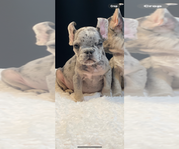 Medium Photo #6 French Bulldog Puppy For Sale in ENCINO, CA, USA
