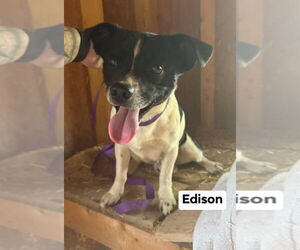 Jack Russell Terrier-Unknown Mix Dogs for adoption in Richmond, IN, USA