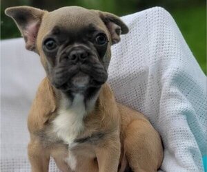 French Bulldog Puppy for sale in JACKSONVILLE, FL, USA
