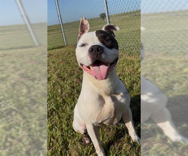 Medium Photo #2 Mutt Puppy For Sale in Rosenberg, TX, USA
