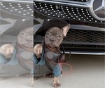 Small #1 French Bulldog
