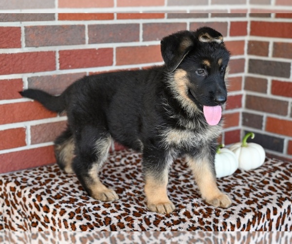 Medium Photo #7 German Shepherd Dog Puppy For Sale in MILLERSBURG, OH, USA