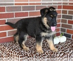 Small #6 German Shepherd Dog
