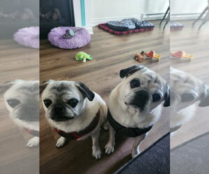 Frank - Male Pug Dog for Adoption - Photo #3