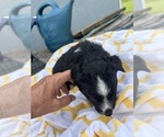 Small Photo #11 Miniature Australian Shepherd Puppy For Sale in BUSH, LA, USA