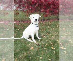 Snow - Male Mutt Dog for Adoption - Photo #3