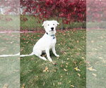 Small Photo #3 Mutt Puppy For Sale in Andover, MN, USA