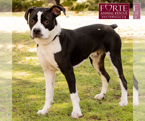 Medium Photo #3 American Staffordshire Terrier-Boston Terrier Mix Puppy For Sale in Marina del Rey, CA, USA