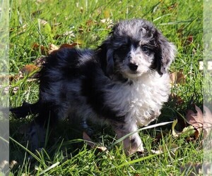 Aussie-Poo Puppy for sale in MARION CENTER, PA, USA