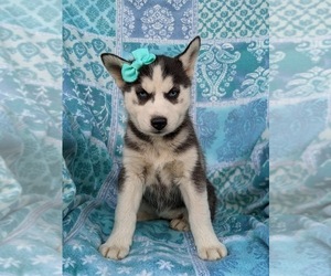 Siberian Husky Puppy for sale in QUARRYVILLE, PA, USA